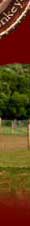 Welcome to Fleur de Lys Miniature Donkey Farm