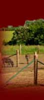 Welcome to Fleur de Lys Miniature Donkey Farm