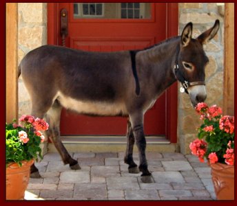Click photo to enlarge image of miniature donkey