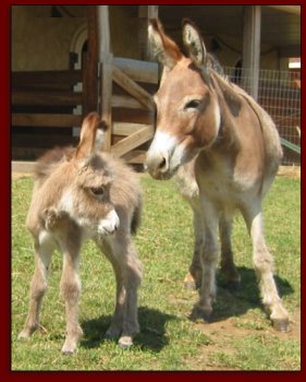 Prairie Brae Hannah and foal